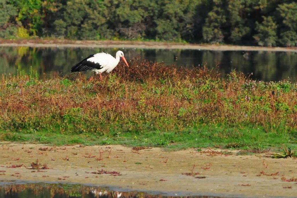 Parc de Marquenterre Baie de Sommes